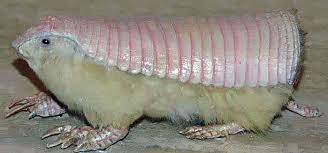 O tatu pichi-cego Chlamyphorus truncatus, é a menor espécie de tatu. Pussui uma carapaça rosa e está de perfil na imagem