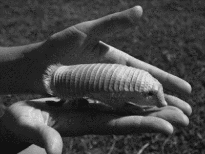 O tatu pichi-cego Chlamyphorus truncatus na mão de um adulto humano para demonostrar o quanto ele é pequeno. O animal preenche quase toda a extensão da mão.