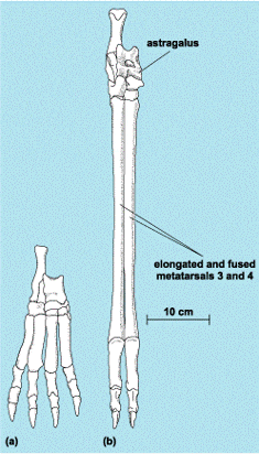 imagem demonstrando o alongamento ósseos das pernas para favorecer a rápida corrida ao longo de anos de evolução da Ordem Artiodactyla