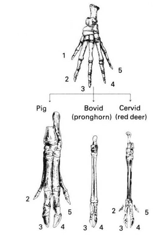 Simetria óssea dos dedos, centralizando o peso do corpo nos segundos e terceiros membros das patas. Evolução da Ordem Artiodactyla