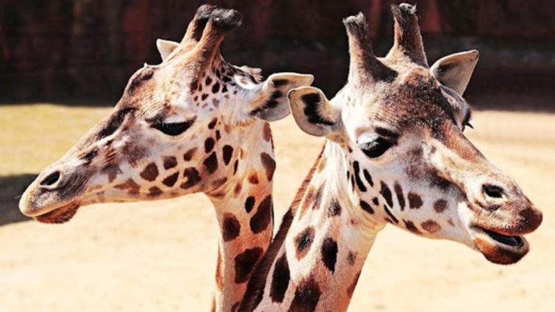 Duas girafas exibindo seus chifres denominados ossicones