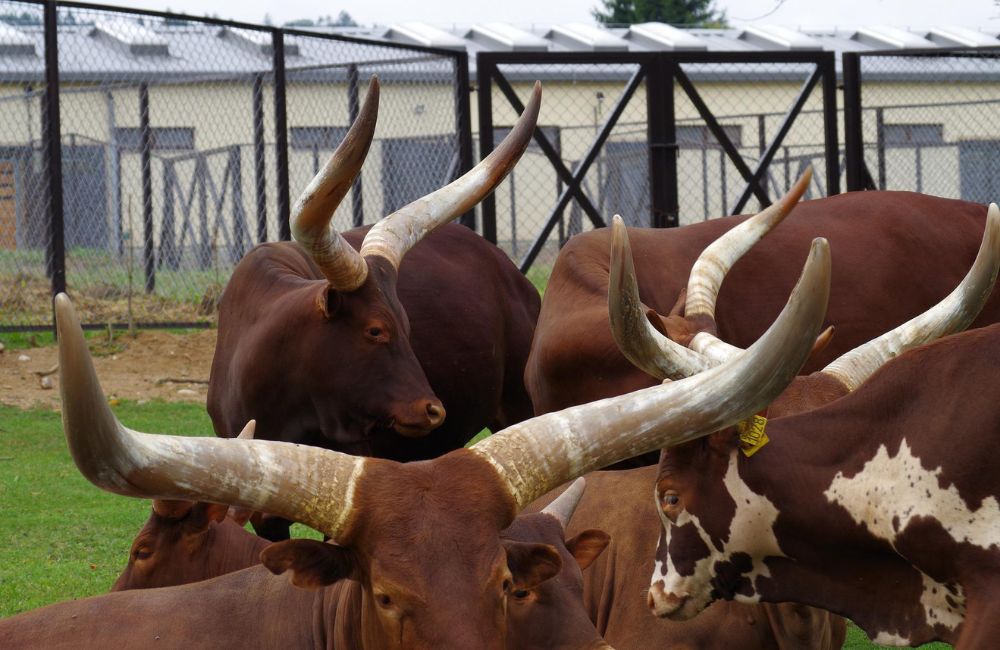 um grupo de bovinos exibindo belos cornos.