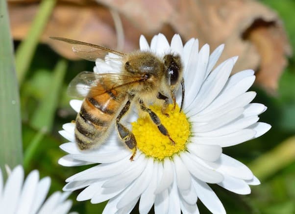 uma abelha solitária se alimentando em uma flor