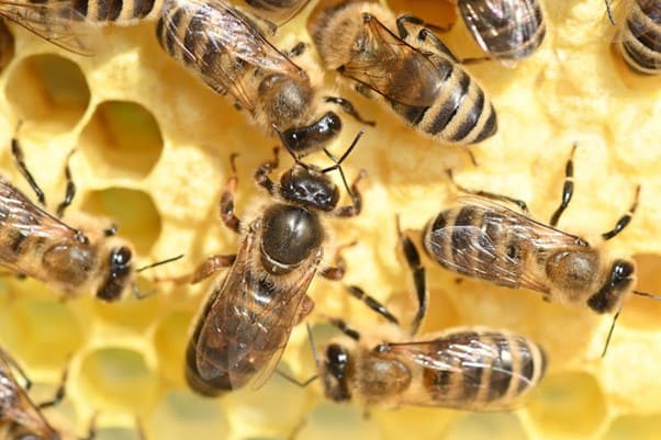 abelhas reunidas em torno das células da colmeia