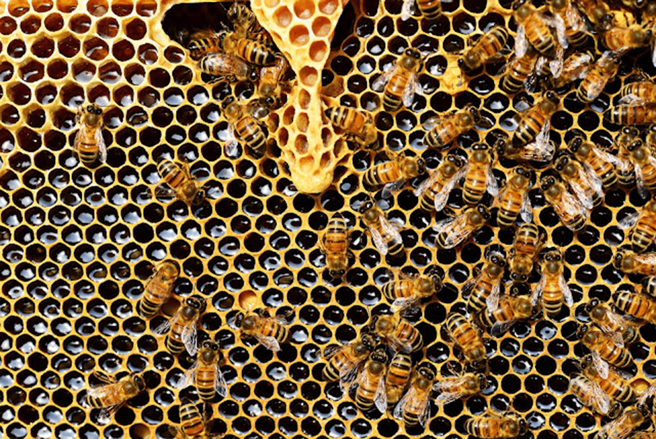 Uma colmeia de abelhas Apis mellifera com favos cheios de mel