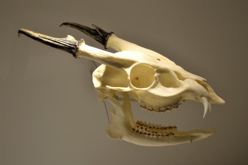 Crânio de Muntiacus macho onde é possível notar a relação de chifres e dentes nem tão grandes assim.