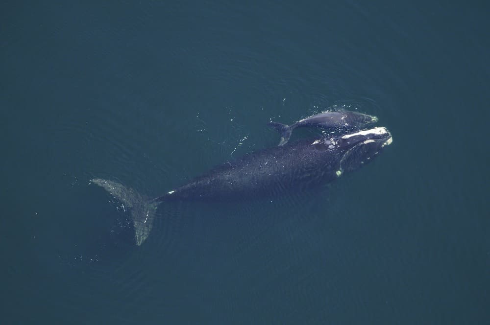 uma mãe baleia e seu filhote nadando na superfície do mar. A baleia também pertence a Ordem Artiodactyla