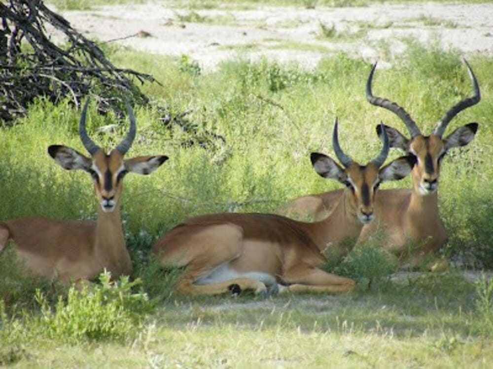 antilopes africanos da Ordem Artiodactyla descansam na sombra.. 