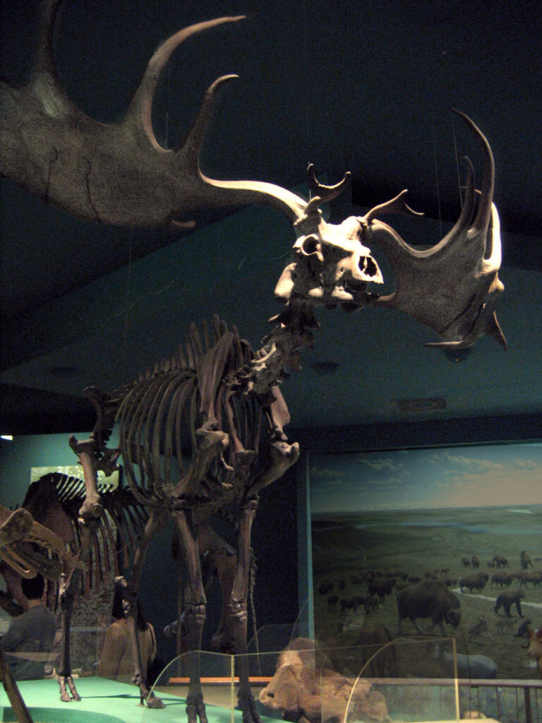 Esqueleto do cervo irlandes. Representante da Ordem Artiodactyla extinto e que possuía o maior cfifre do mundo animal. O esqueleto está exposto em museu