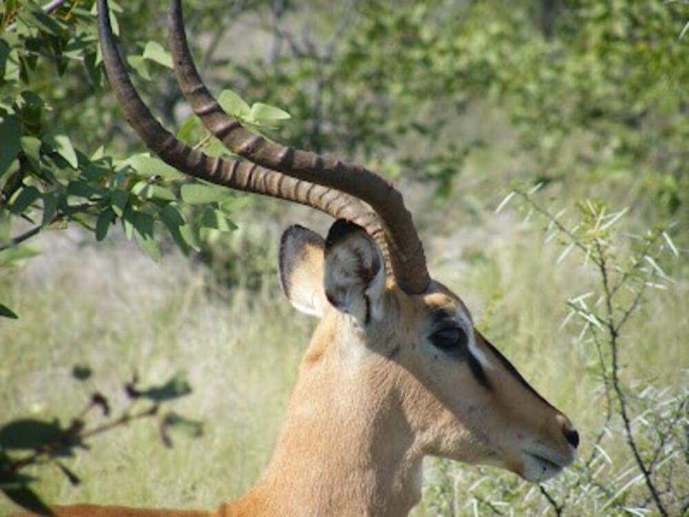 Um antilope em perfil