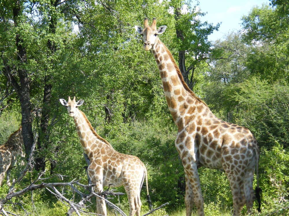 Girafas africanas que pertencem a ordem Artiodactyla estão em meio a floresta africana. Dois animais, um mais alto que o outro, mais ao fundo, aparecem na imagem