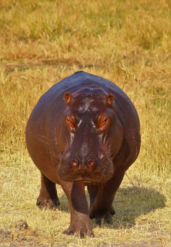 Um hipopótamo também é um representante da Ordem Artiodactyla