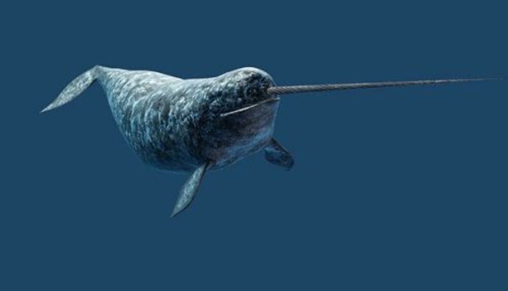 Imagem de um narval ou unicórnio do mar, como é popularmente conhecida essa espécie de baleia que também pertence a Ordem Artiodactyla