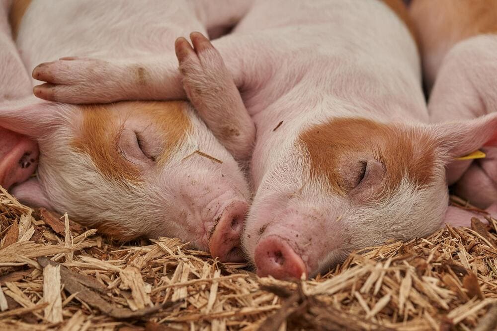porcos domésticos que também são representantes da Ordem Artiodactyla aparecem dormindo na imagem.