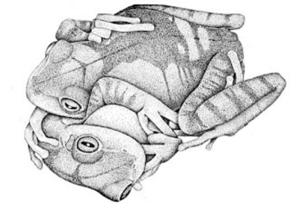 Desenho esquemático de dois machos de sapo-martelo em disputa. Os machos encontram-se abraçados: barriga com barriga.