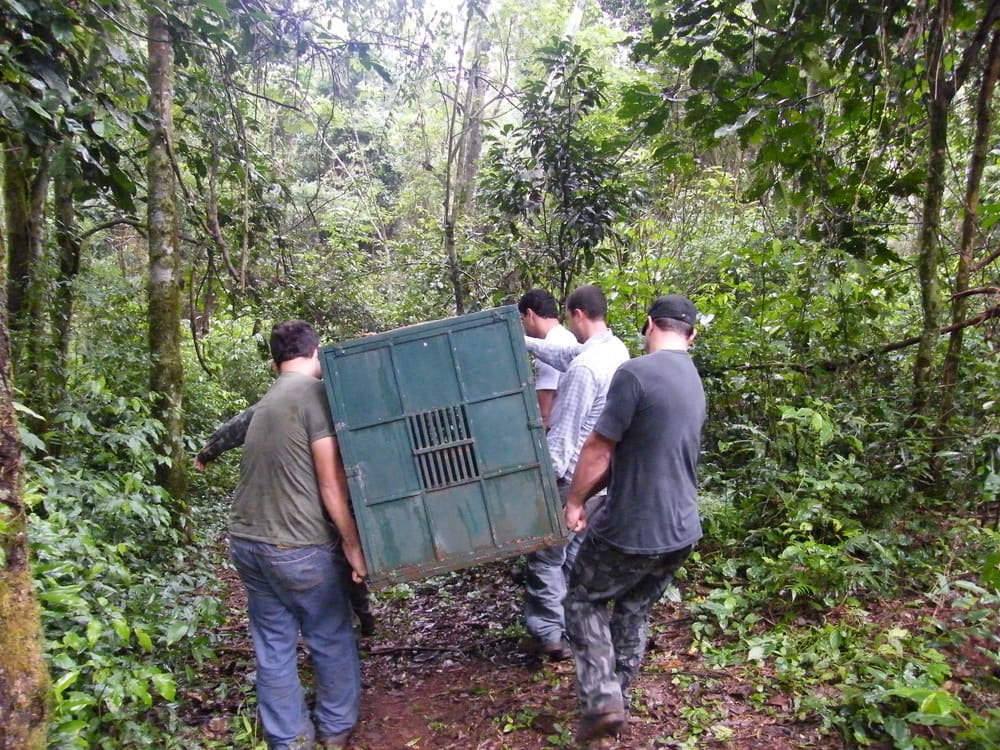 Armadilha de ferro para captura de onça-pintada