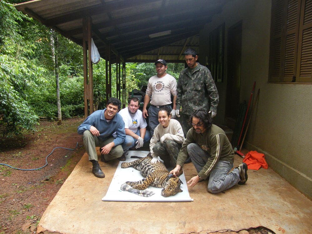 Equipe  de pesquisadores envolvidos na captura da onça-pintada