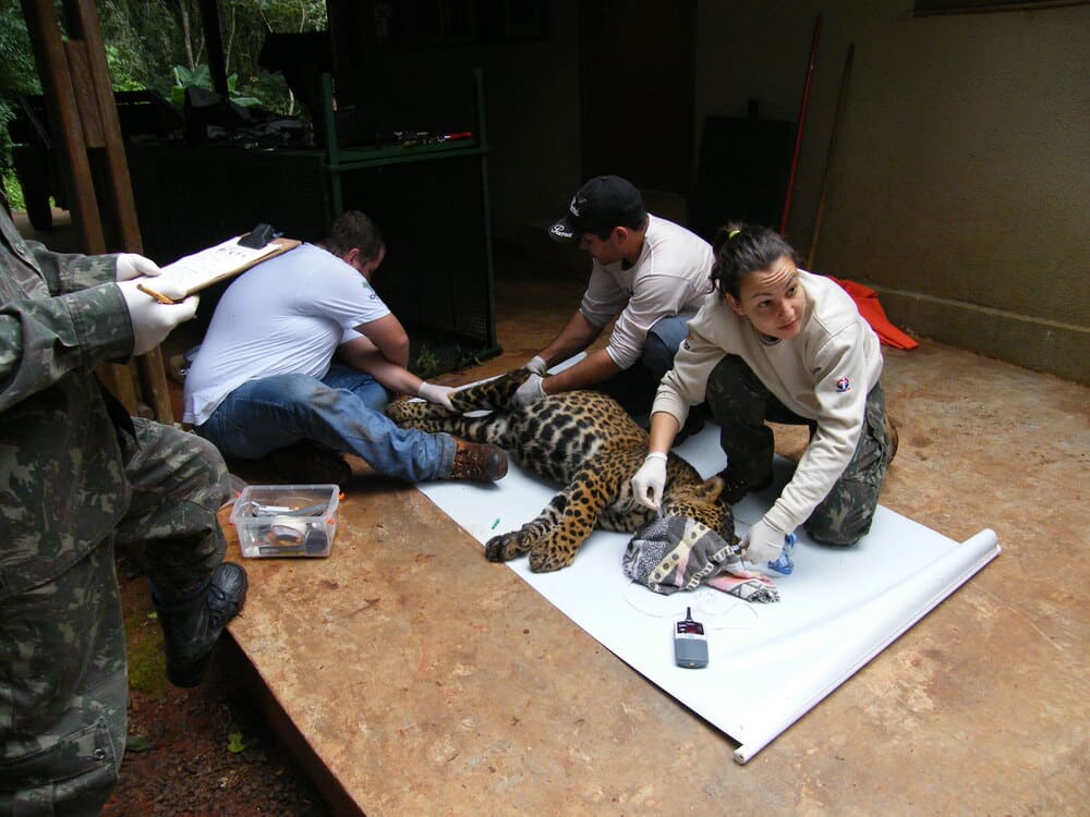 Procedimentos médico-veterinários durante a captura de onça-pintada