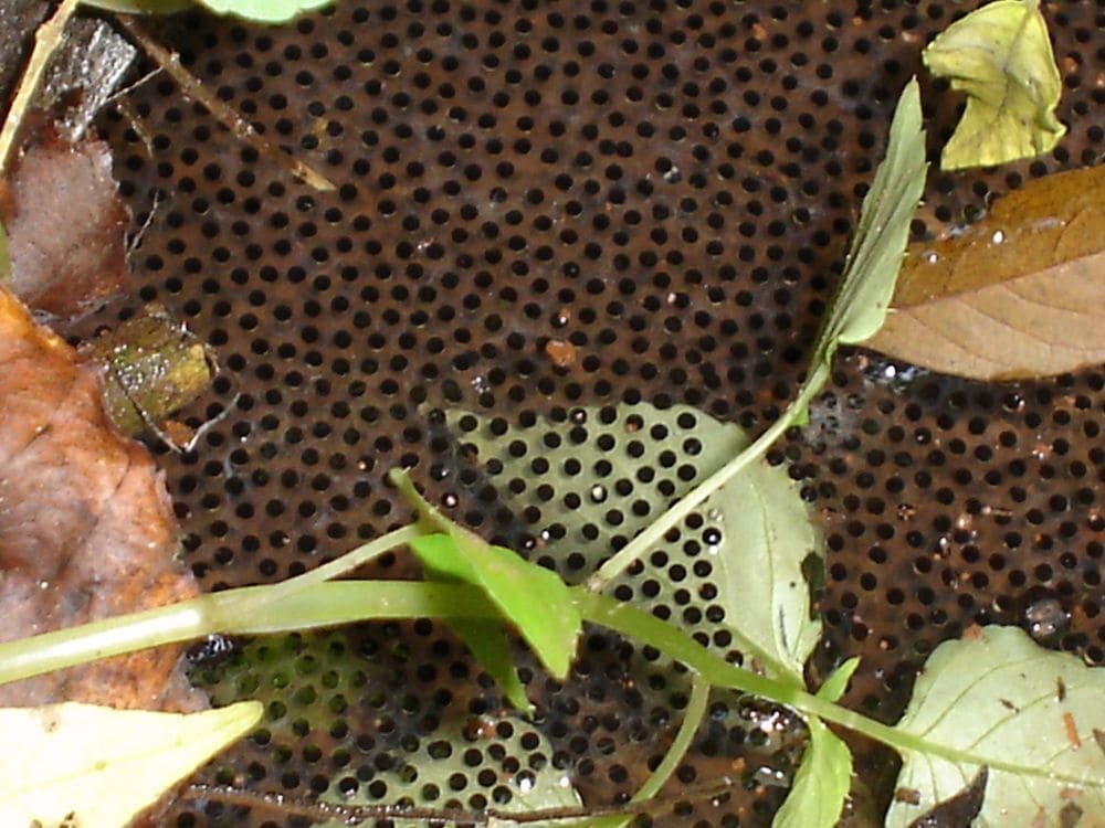 Desova da fêmea de sapo-martelo (Boana faber) dentro do ninho do macho. São inúmeras bolinhas pretas protegidas por uma camada gelatinosa