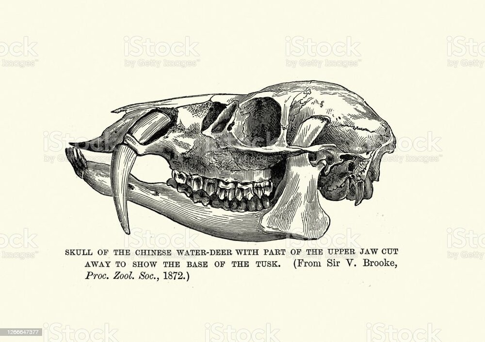 representação ilustrativa do crânio de um veado-chinës mostrando a inserção do canino na  mandíbula