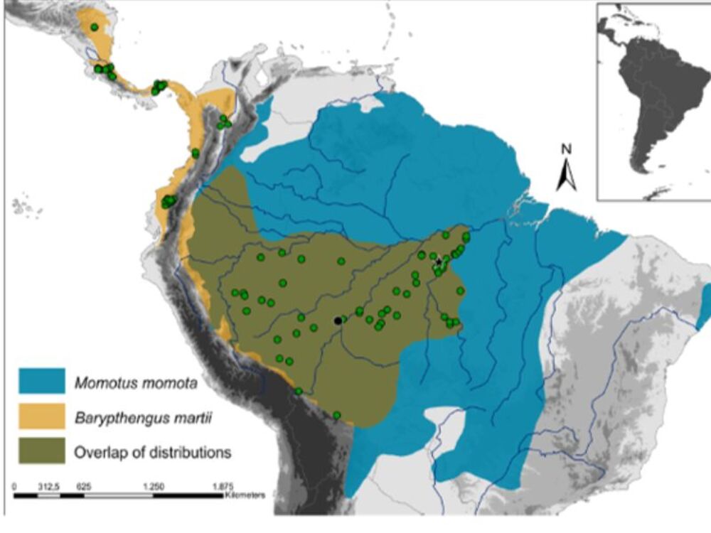 Mapa monstrando a  sopreposição de ocorrência de duas espécies de juruvas ao norte da América do Sul