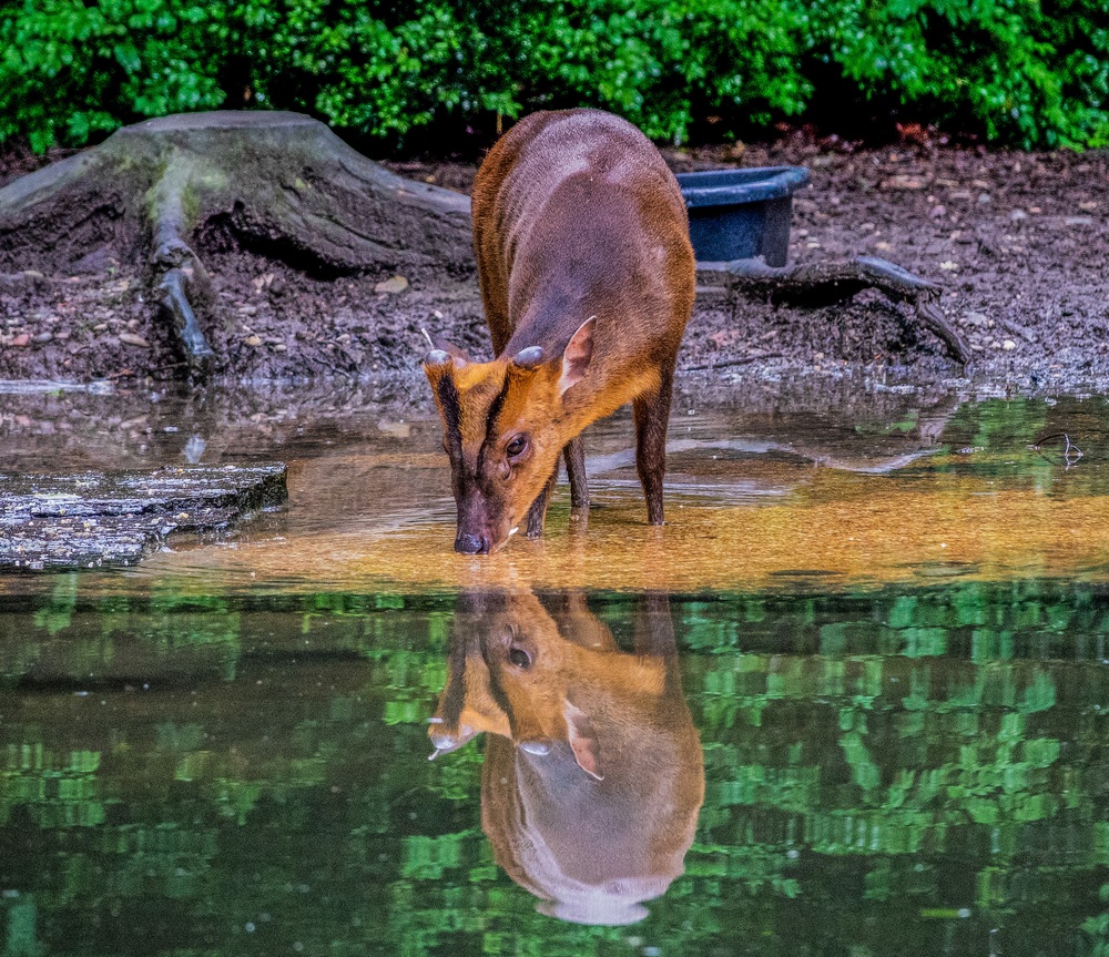 Um macho de Muntiacus bebendo água onde é possível ver a relação entre chifres pequenos e caninos também não tão pequenos assim.