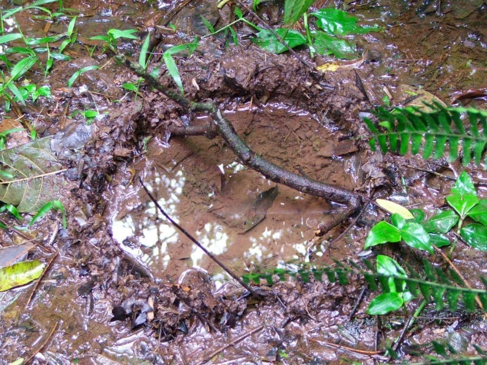 ninho construído pelo macho de sapo-martelo (Boana-faber) no solo. Uma depressão na lama circular que fica sempre encoberta com água
