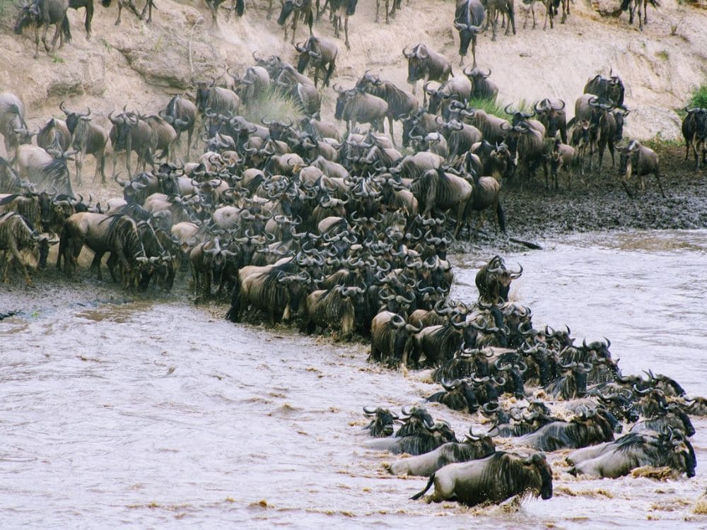 gnus fazem uma das maiores migrações animais terrestres conhecidas na natureza. Na imagem estão atravessando um grande rio com correntezas fortes