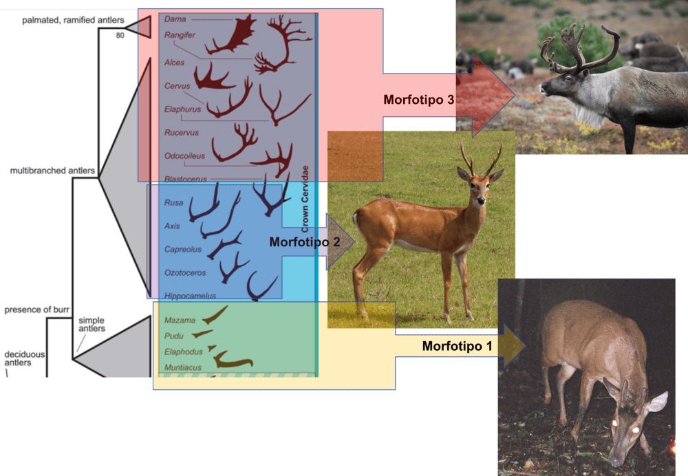 na imagem, três grandes grupos de morfotipos de chifres representados por uma imagem  de uma espécie de veado que contenha o morfotipo descrito