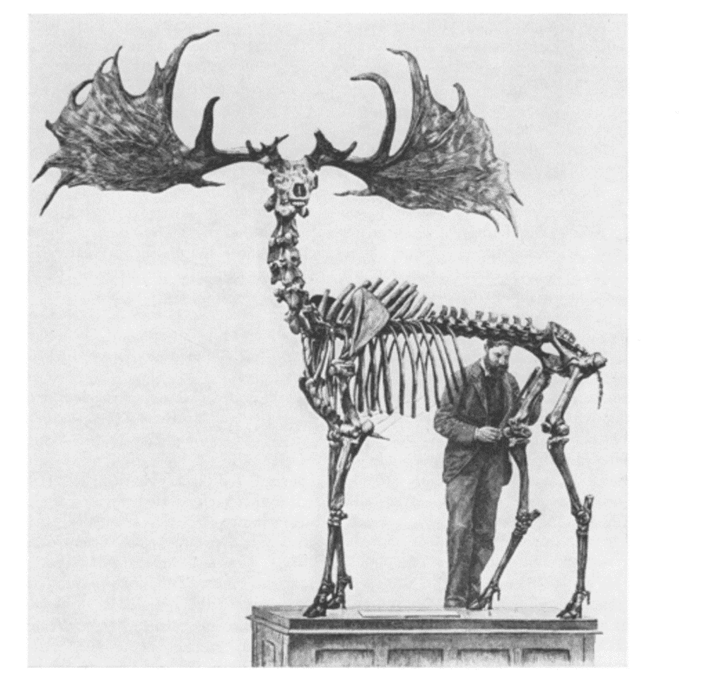 Chifres magestosos de um cervo irlandes. A imagem mostra um observador humano próximo ao esqueleto do animal presente em um museu.