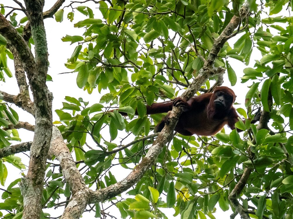 Um macaco guariba no alto das copas da árvore é um dos animais da Amonia Central