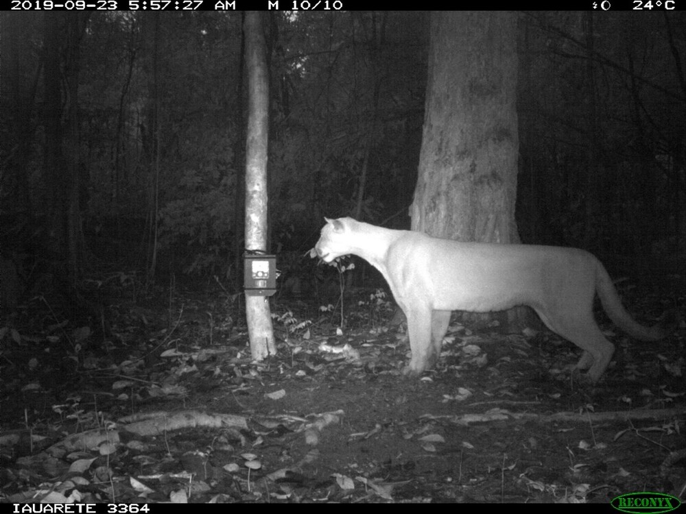 Puma registrado por armadilha fotografica na amazonia central