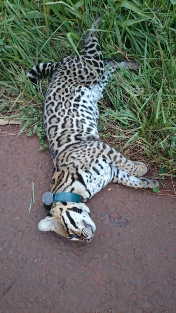 jaguatirica-atropelada jaguatirica morta atropelada em beira de rodovia