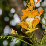 flamboyant, flower background, flower